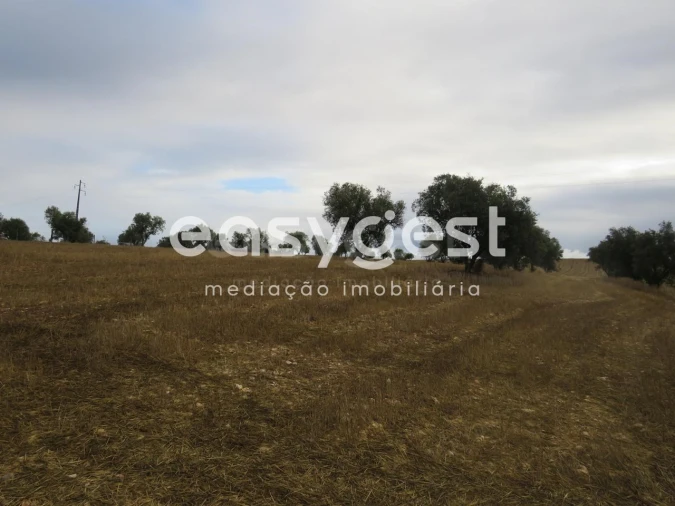 Terreno Agricola ou Rústico para Venda em Aljustrel e Rio de Moinhos Foto 11