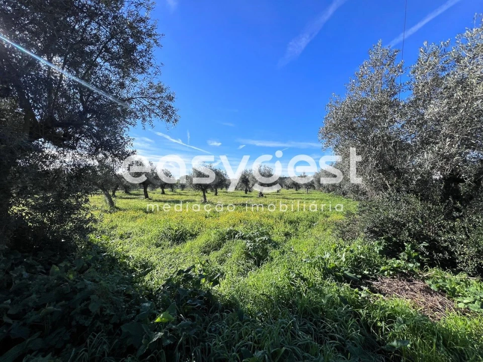 Terreno Misto para Venda em Abrantes (São Vicente e São João) e Alferrarede Foto 2
