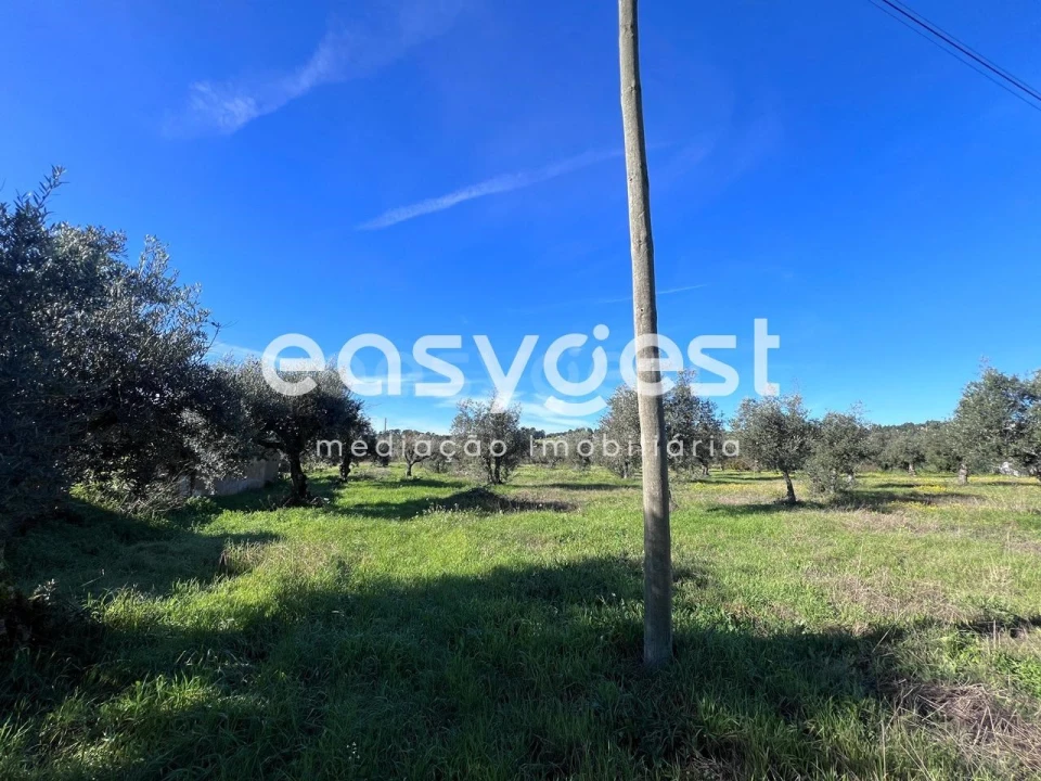 Terreno Misto para Venda em Abrantes (São Vicente e São João) e Alferrarede Foto 11