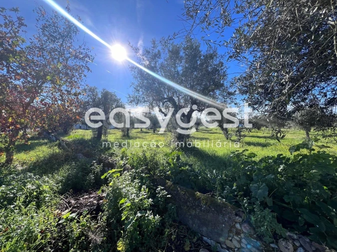 Terreno Misto para Venda em Abrantes (São Vicente e São João) e Alferrarede Foto 3