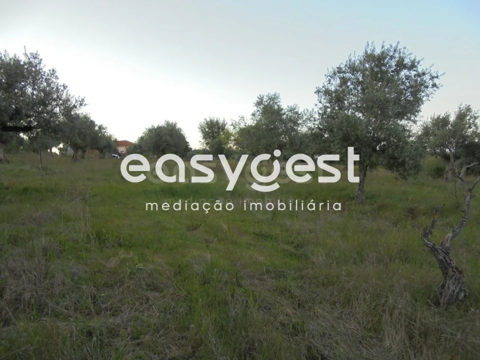 Terreno Agricola ou Rústico para Venda em Madalena e Beselga Foto 5