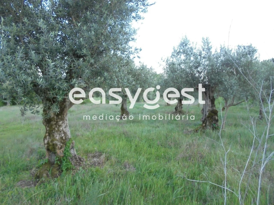 Terreno Agricola ou Rústico para Venda em Madalena e Beselga Foto 6