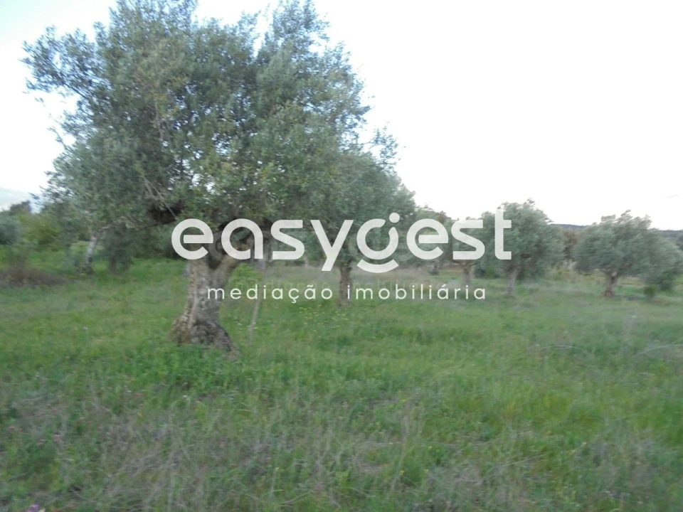 Terreno Agricola ou Rústico para Venda em Madalena e Beselga Foto 7