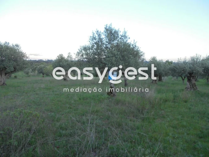 Terreno Agricola ou Rústico para Venda em Madalena e Beselga