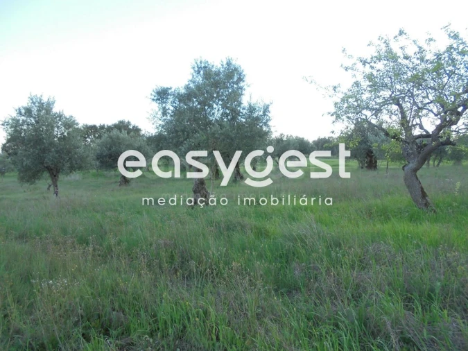 Terreno Agricola ou Rústico para Venda em Madalena e Beselga Foto 2