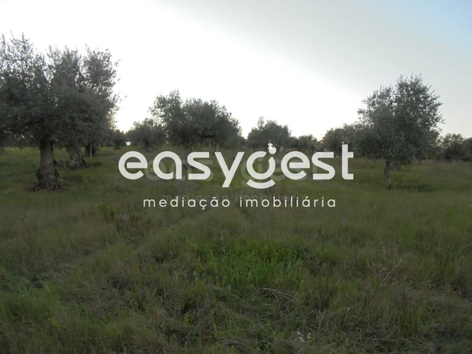 Terreno Agricola ou Rústico para Venda em Madalena e Beselga Foto 4