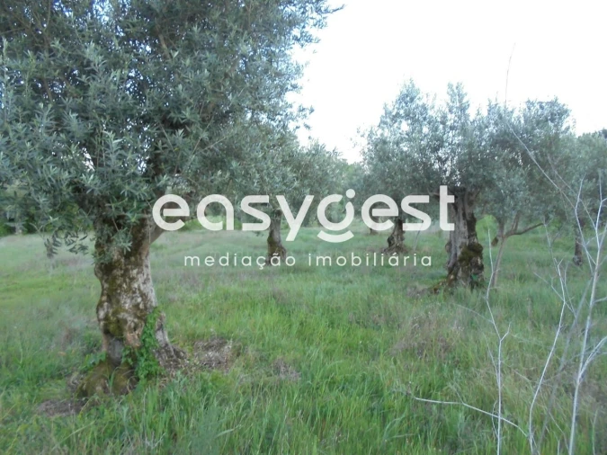 Terreno Agricola ou Rústico para Venda em Madalena e Beselga Foto 6