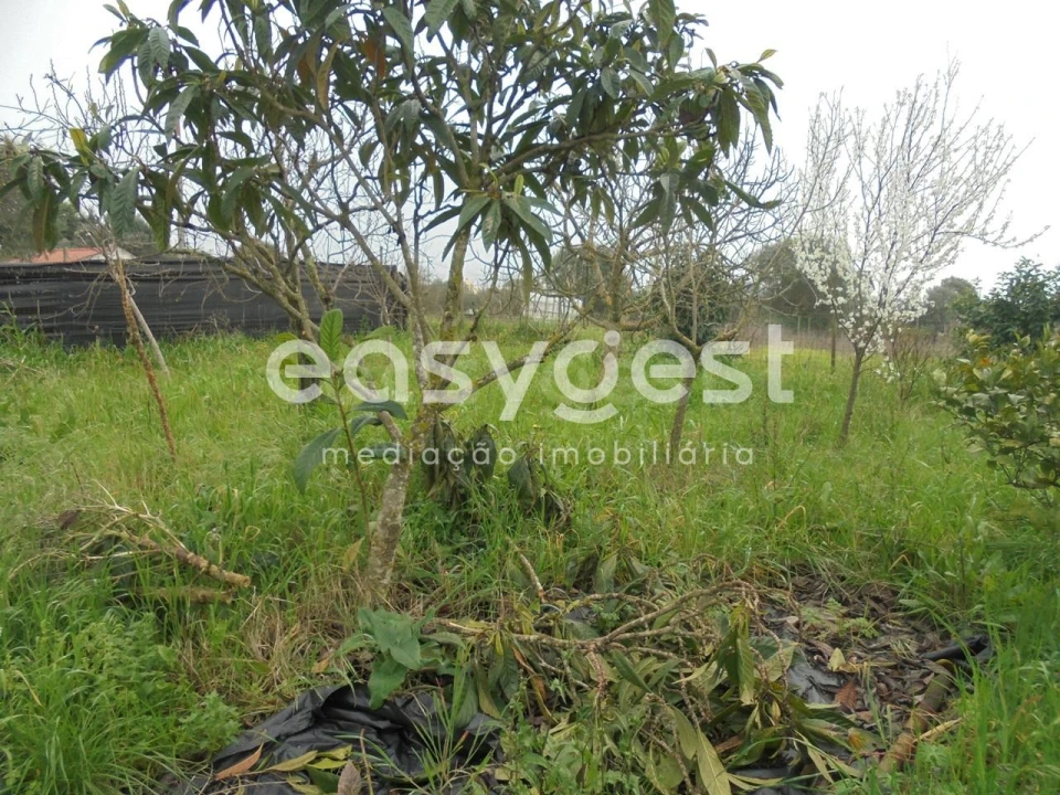 Terreno para Venda em São João Baptista e Santa Maria dos Olivais Foto 9