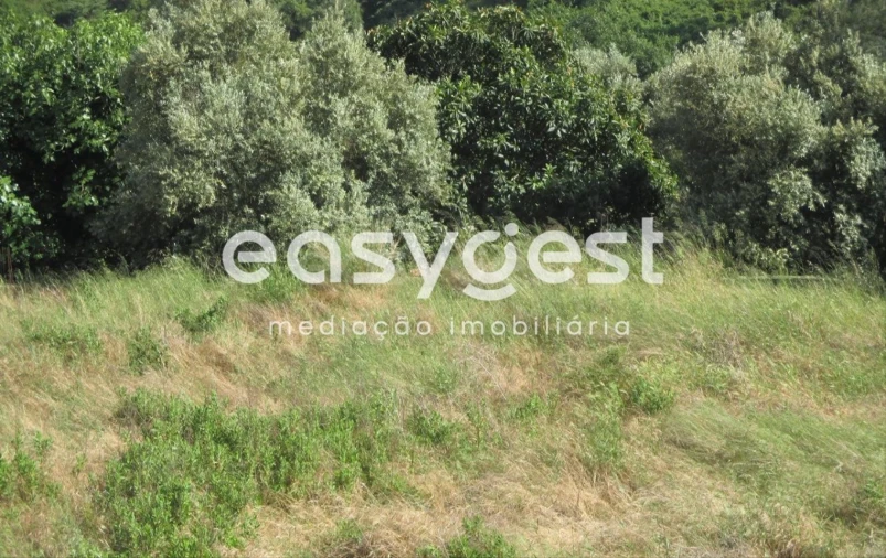 Terreno para Venda em São João Baptista e Santa Maria dos Olivais Foto 3
