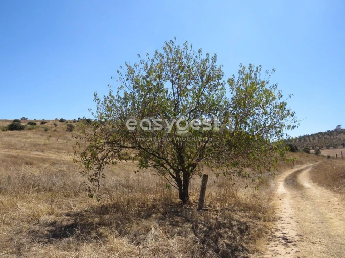 Terreno Agricola ou Rústico para Venda em Aljustrel e Rio de Moinhos Foto 5