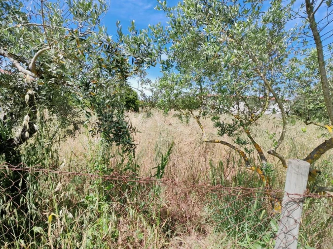 Terreno para Venda em Paialvo Foto 4