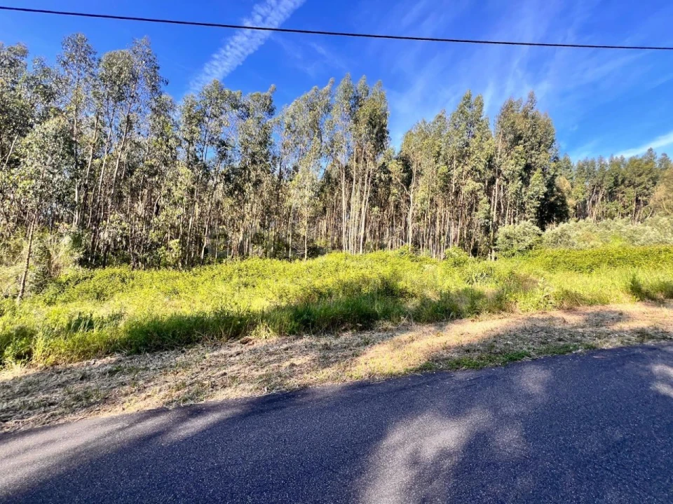 Terreno para Venda em Beco Foto 3