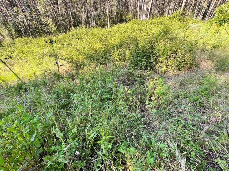 Terreno para Venda em Beco Foto 6