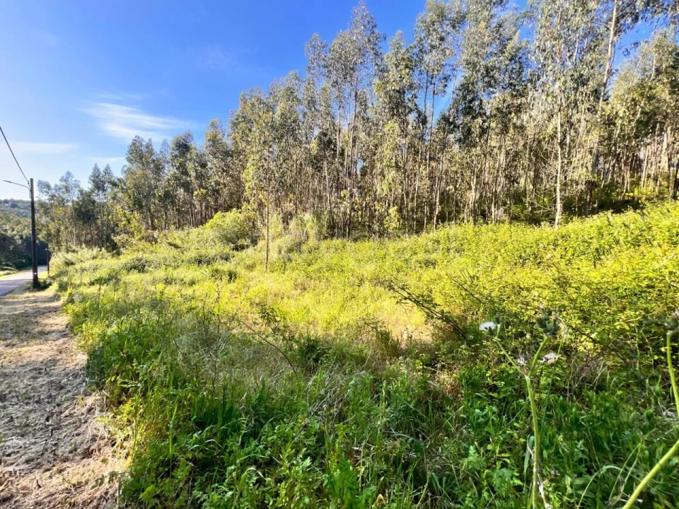 Terreno para Venda em Beco Foto 9