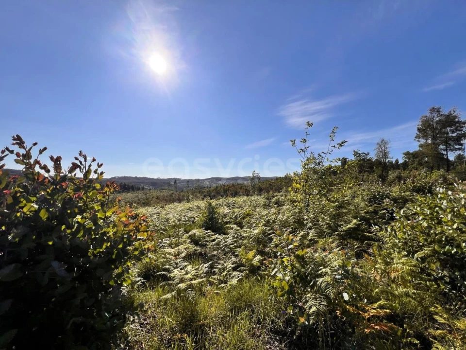 Terreno para Venda em Beco Foto 21