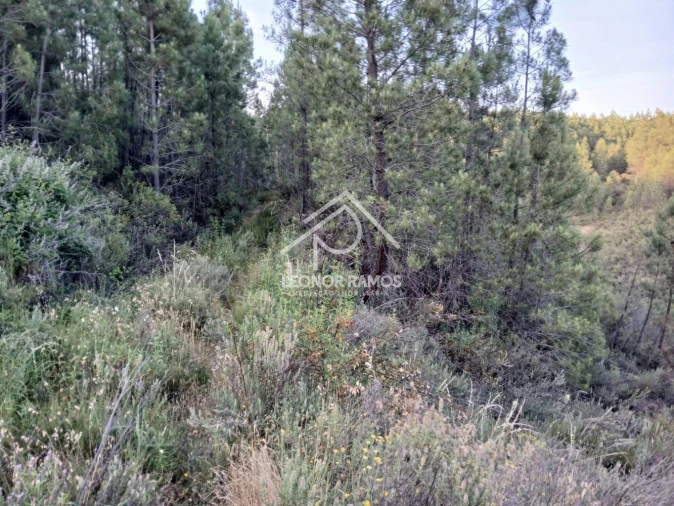 Terreno para Venda em Sarzedas Foto 2