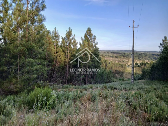Terreno para Venda em Sarzedas Foto 6