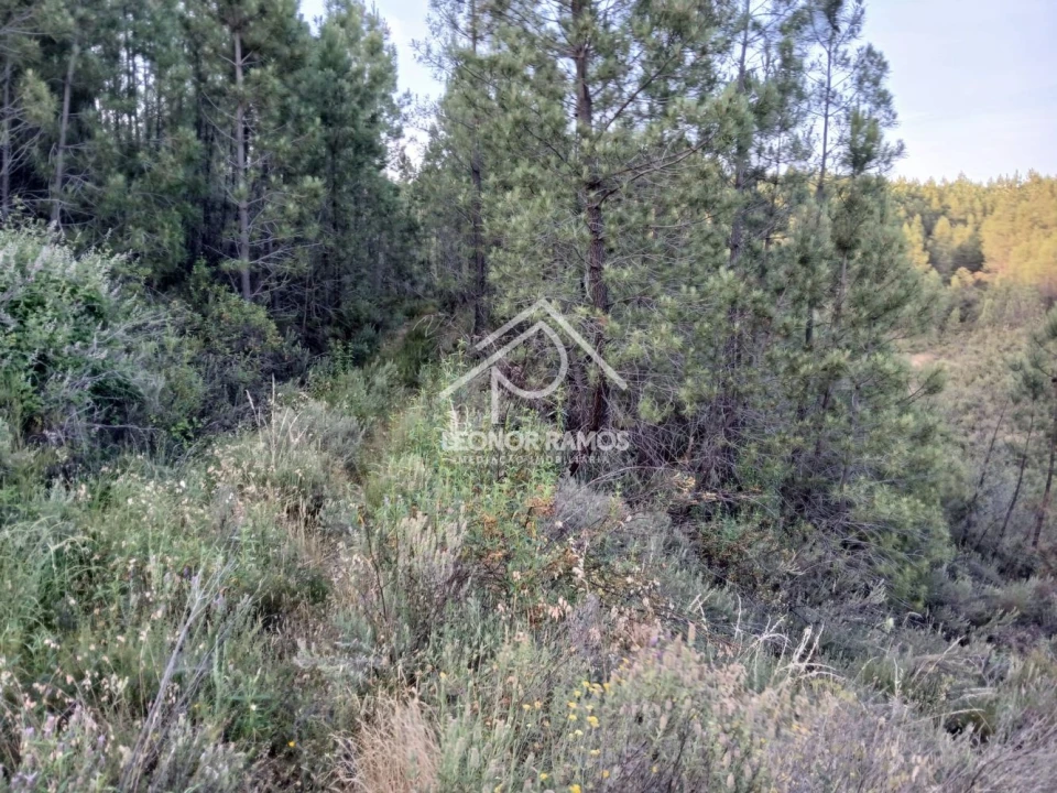 Terreno para Venda em Sarzedas Foto 2