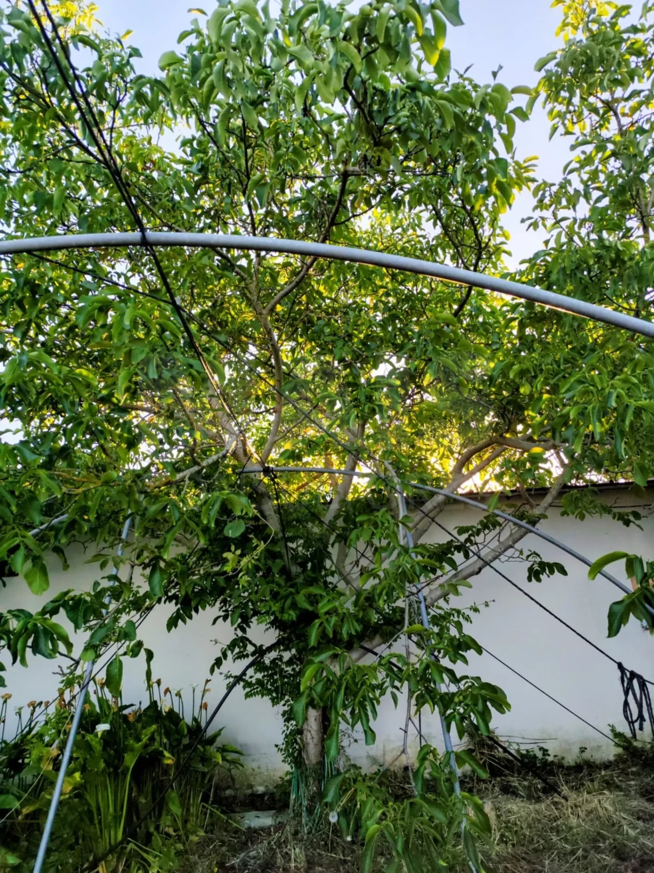 Moradia T3 para Venda em Marvila, Ribeira Santarém, São Salvador, São Nicolau Foto 4