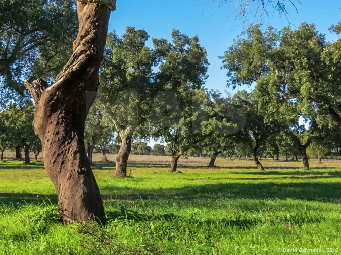 Terreno para Venda em Azinheira dos Barros e São Mamede do Sádão Foto 6