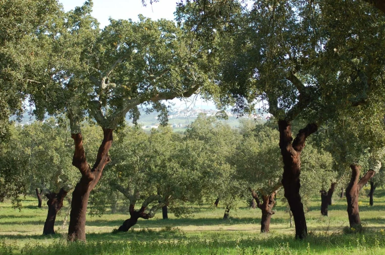 Terreno para Venda em Azinheira dos Barros e São Mamede do Sádão Foto 7