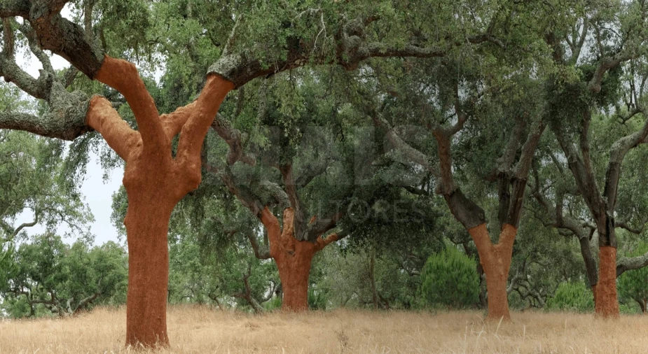 Terreno para Venda em Azinheira dos Barros e São Mamede do Sádão Foto 3