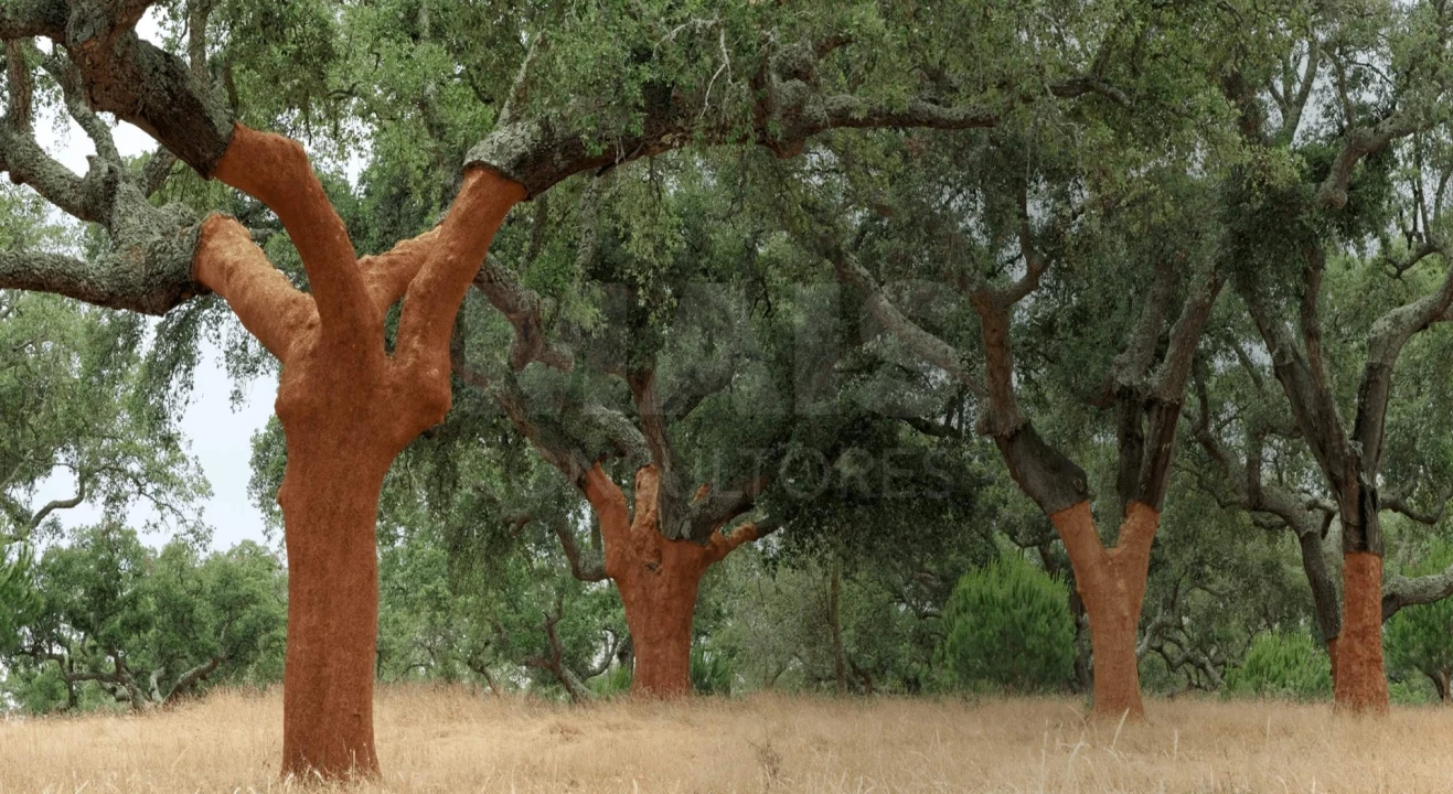 Terreno para Venda em Azinheira dos Barros e São Mamede do Sádão Foto 3