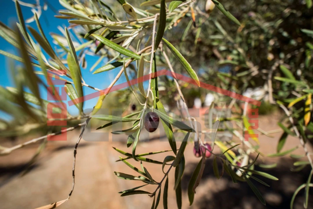Quinta T4 para Venda em Meirinhos Foto 41