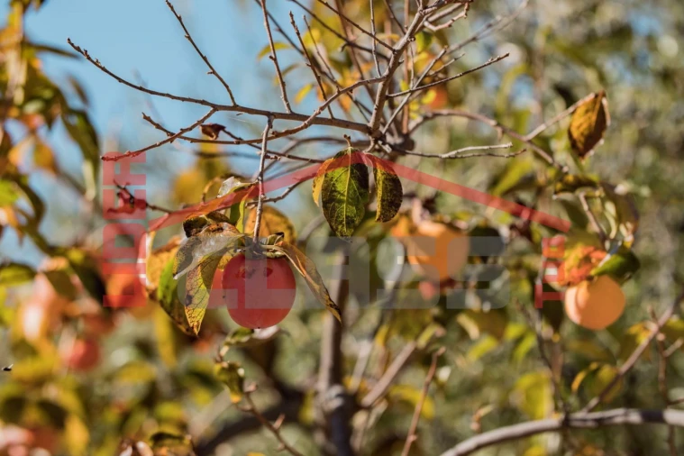 Quinta T4 para Venda em Meirinhos Foto 40