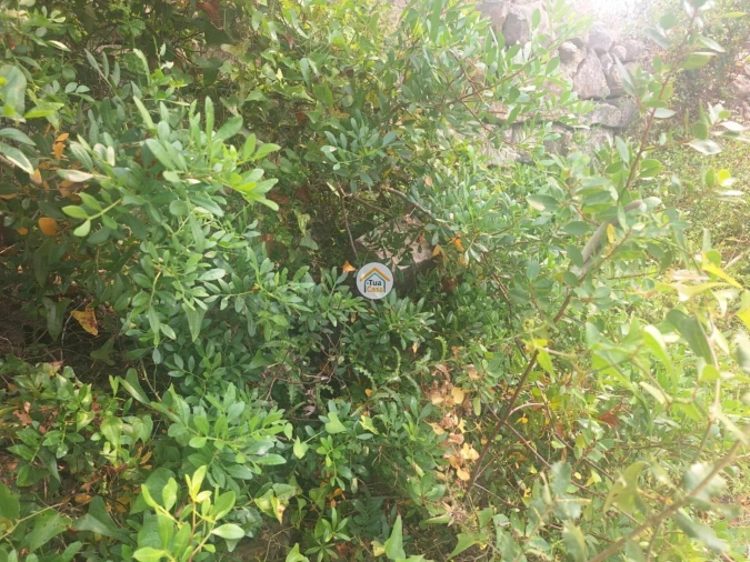 Terreno para Venda em São Brás de Alportel Foto 14