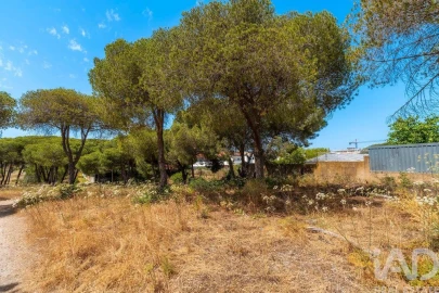 Terreno para Venda em Montenegro