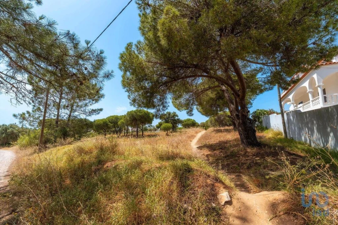 Terreno para Venda em Montenegro Foto 3