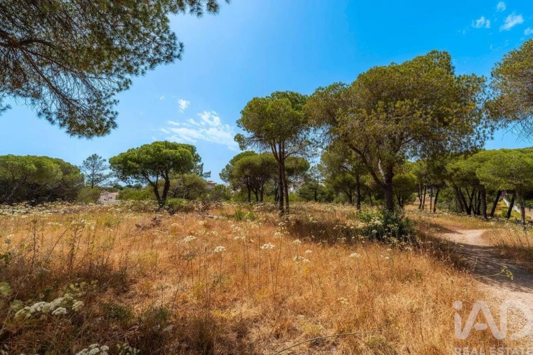 Terreno para Venda em Montenegro Foto 24
