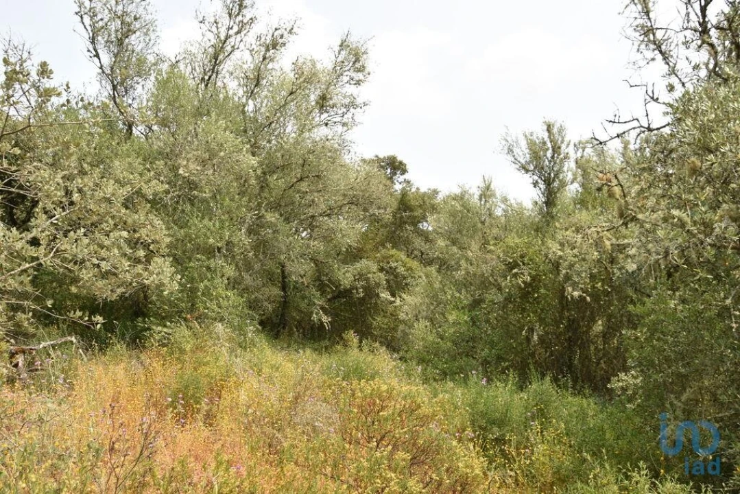 Terreno para Venda em Chãos Foto 9