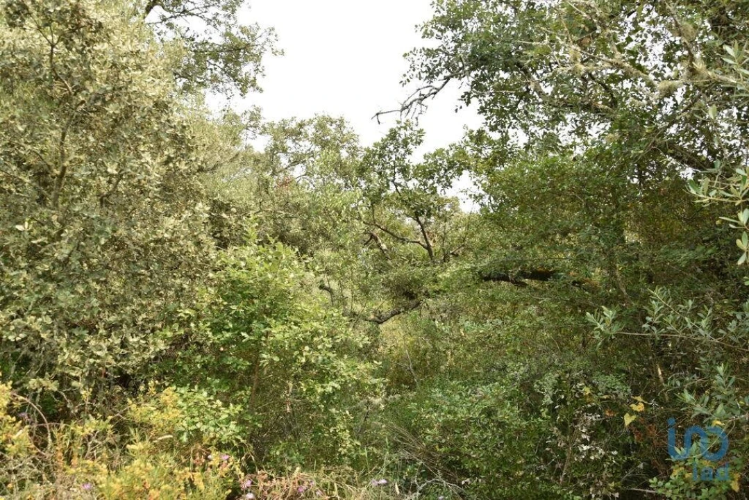 Terreno para Venda em Chãos Foto 12