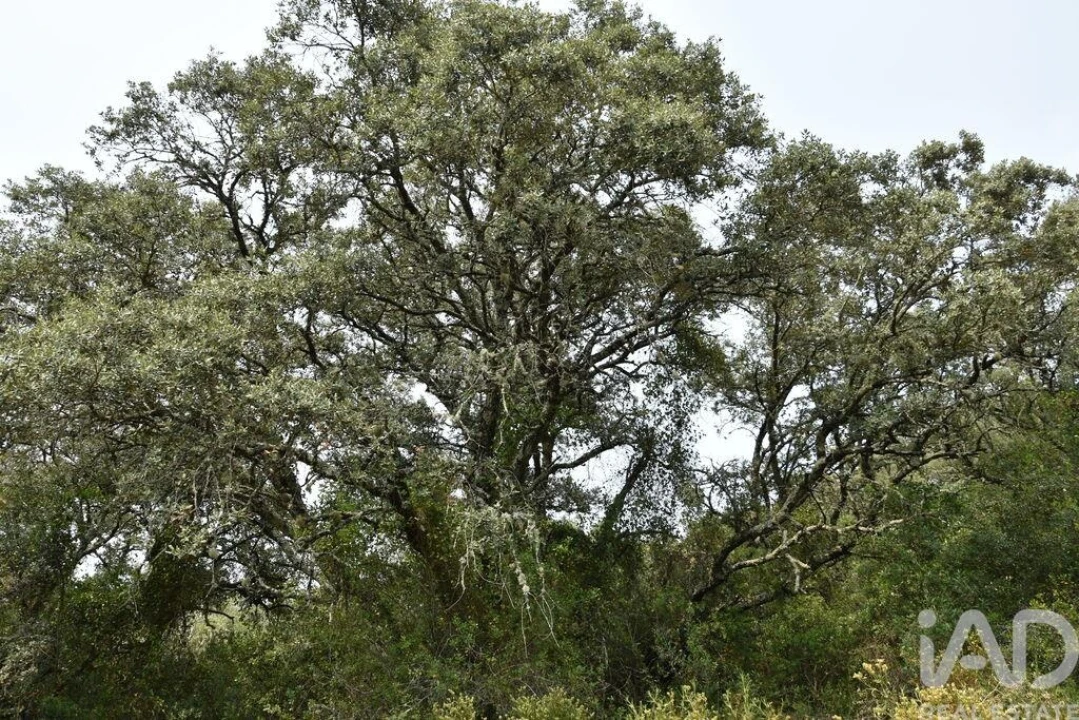 Terreno para Venda em Chãos Foto 23