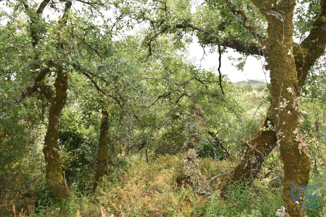 Terreno para Venda em Chãos Foto 4