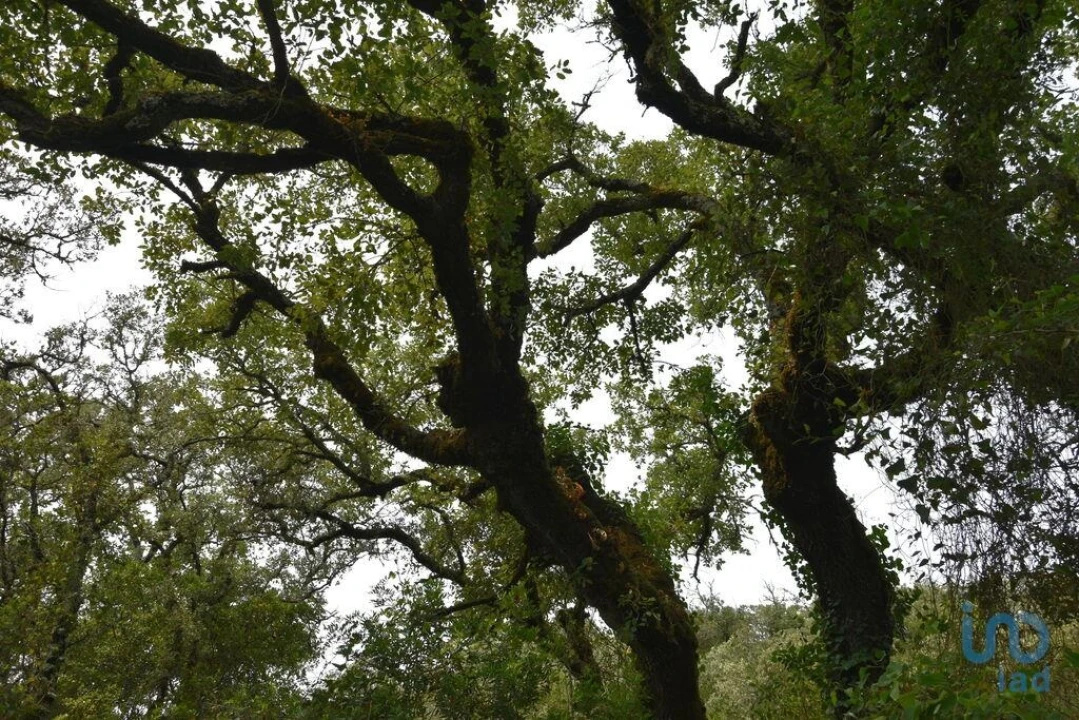 Terreno para Venda em Chãos Foto 2