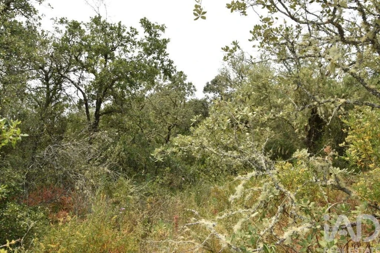 Terreno para Venda em Chãos Foto 25