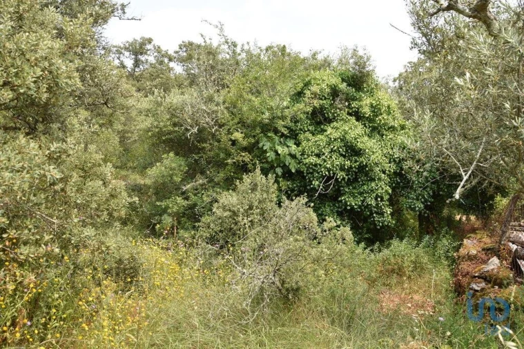 Terreno para Venda em Chãos Foto 14