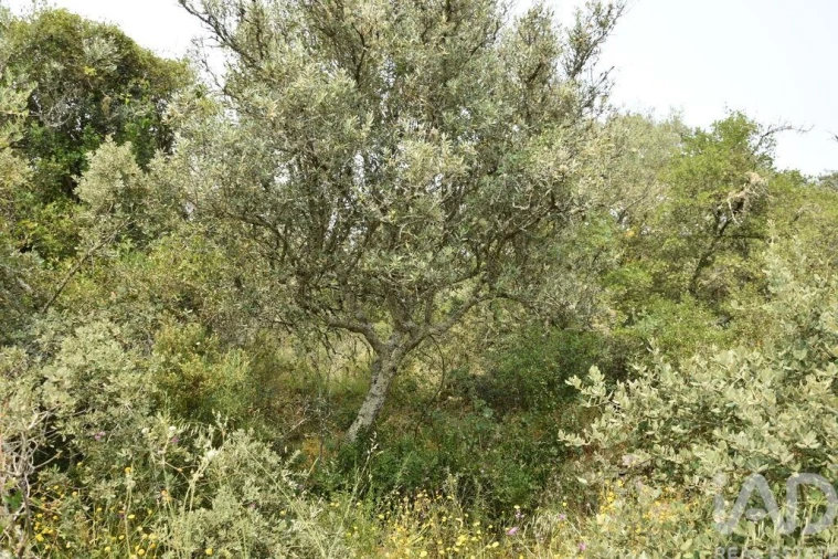 Terreno para Venda em Chãos Foto 21
