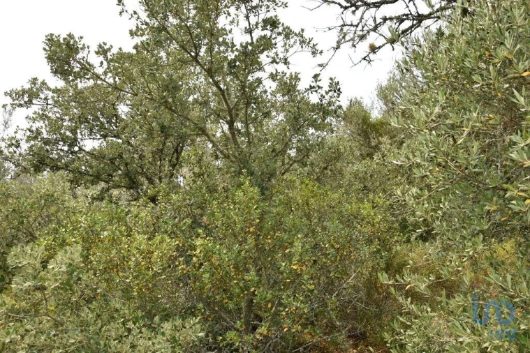 Terreno para Venda em Chãos Foto 11