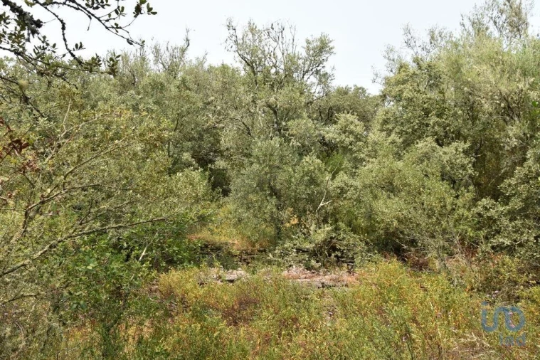 Terreno para Venda em Chãos Foto 13