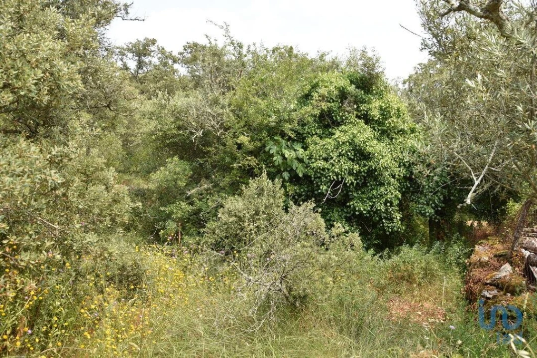 Terreno para Venda em Chãos Foto 14