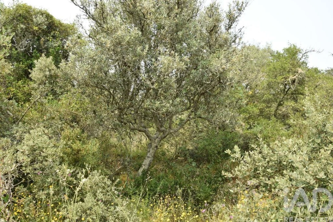 Terreno para Venda em Chãos Foto 21