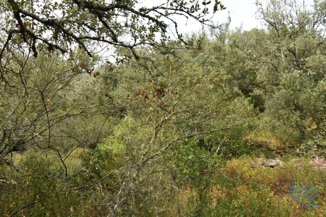 Terreno para Venda em Chãos Foto 3