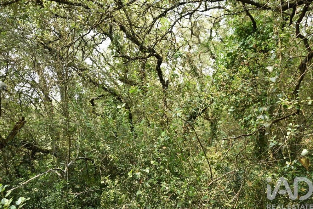 Terreno para Venda em Chãos Foto 19