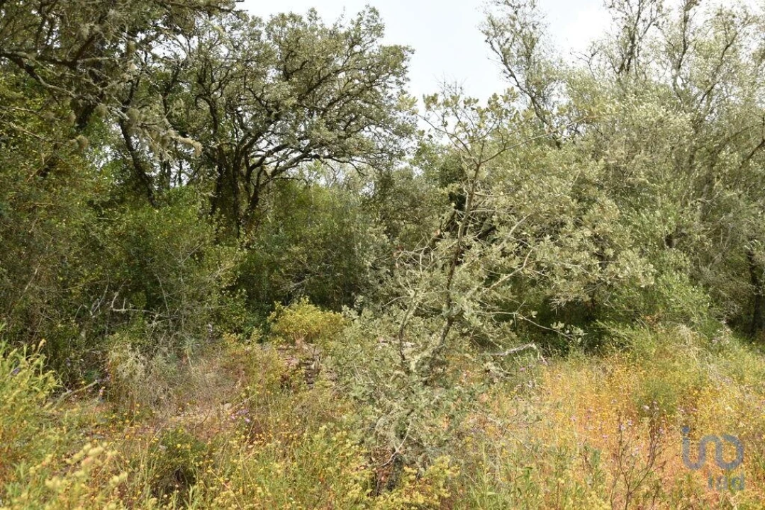 Terreno para Venda em Chãos Foto 8