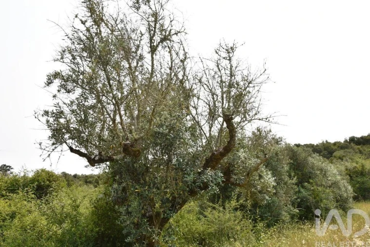 Terreno para Venda em Chãos Foto 21