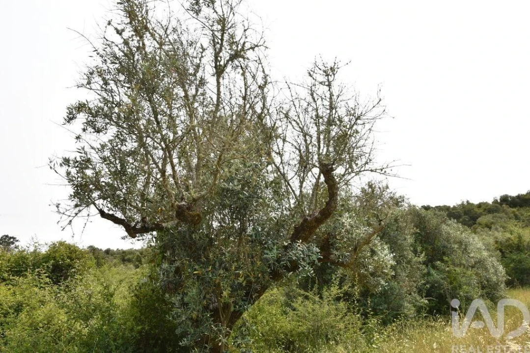 Terreno para Venda em Chãos Foto 21